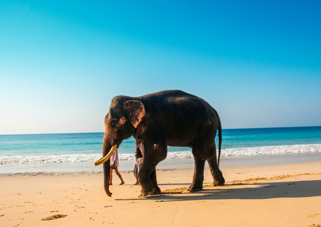   Experience Elephant Beach