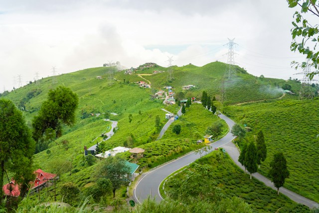 Visit the Tea Gardens