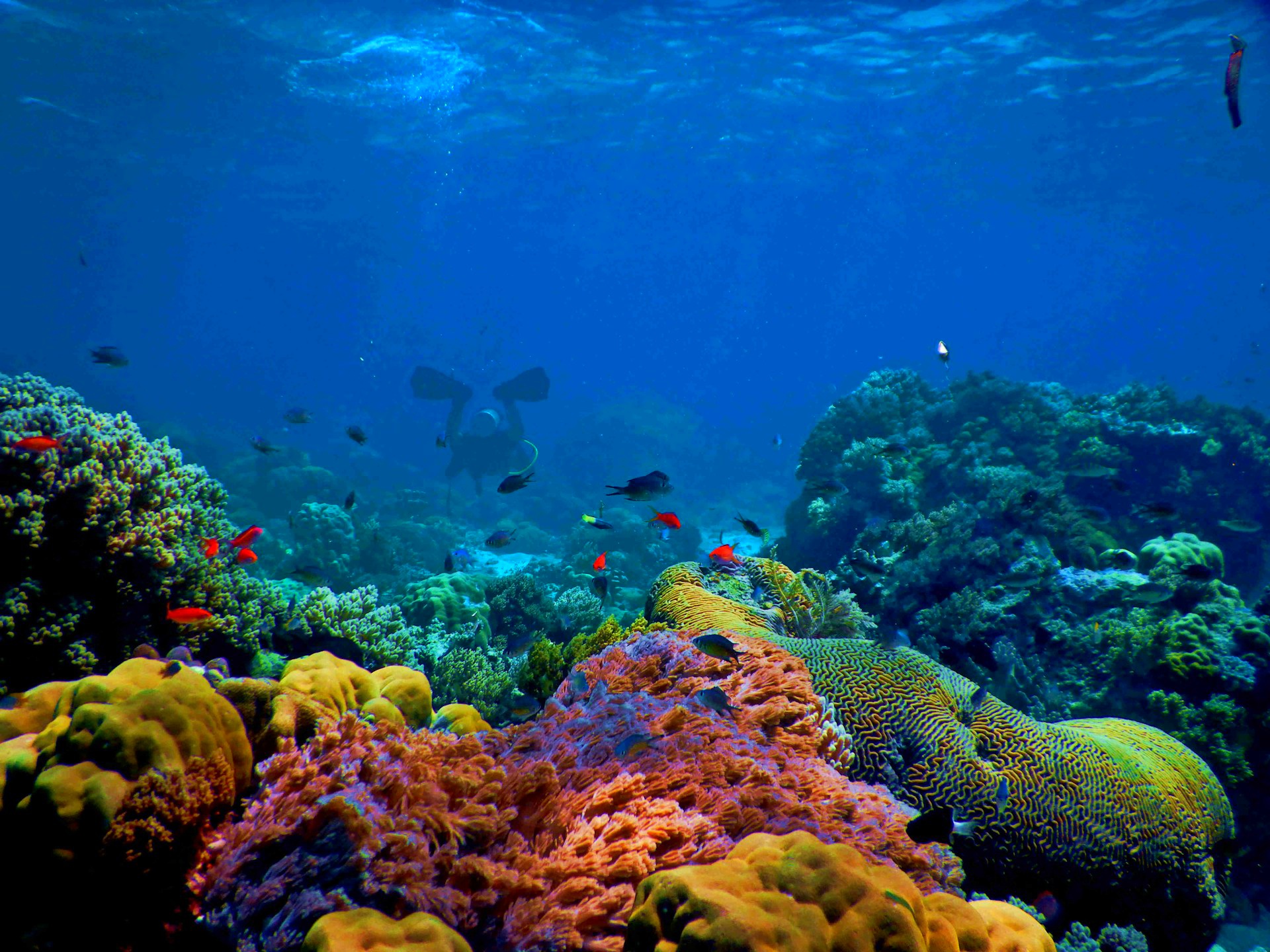 Discover the Underwater World