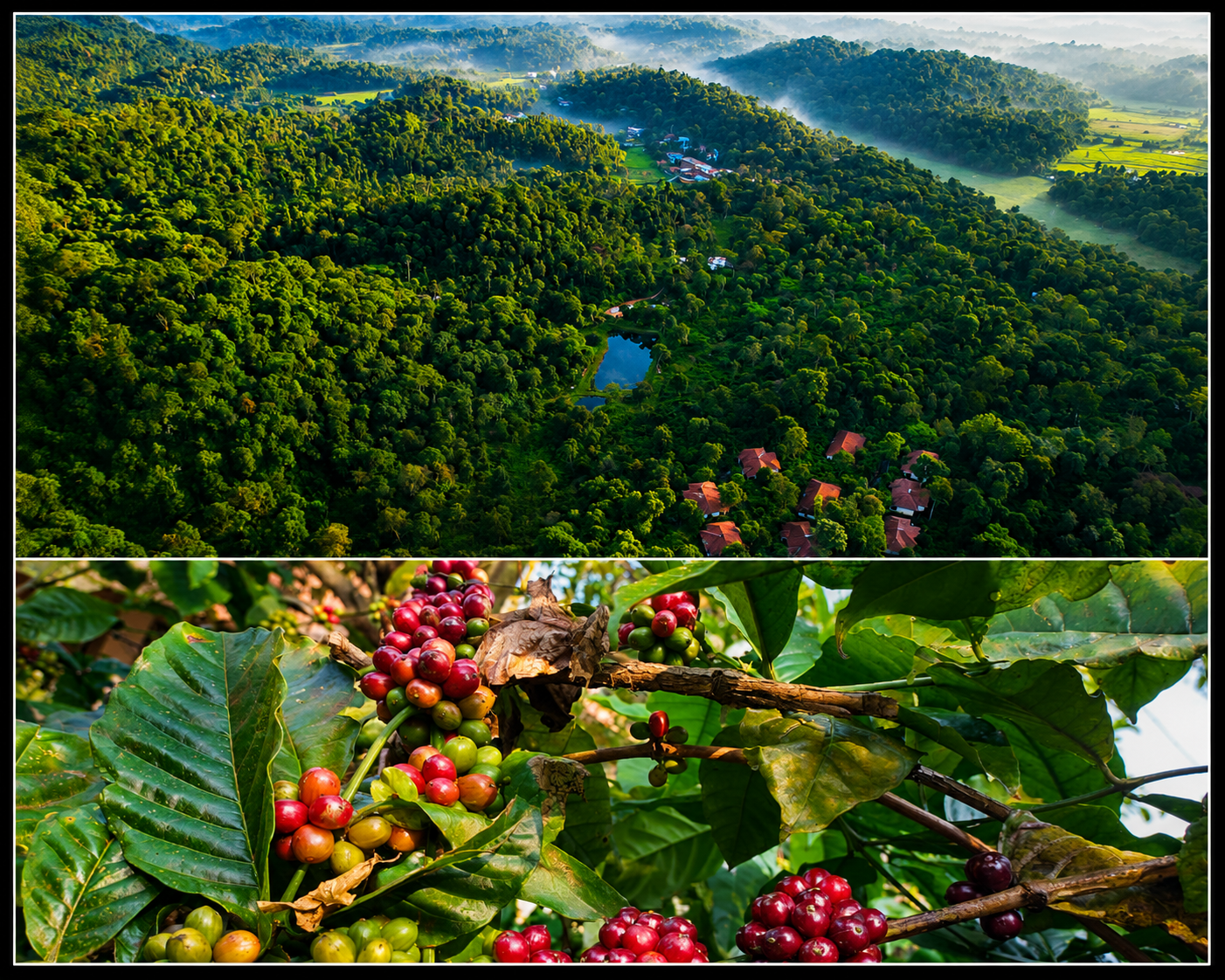 Coorg Coffee Trail - Quick Getaway