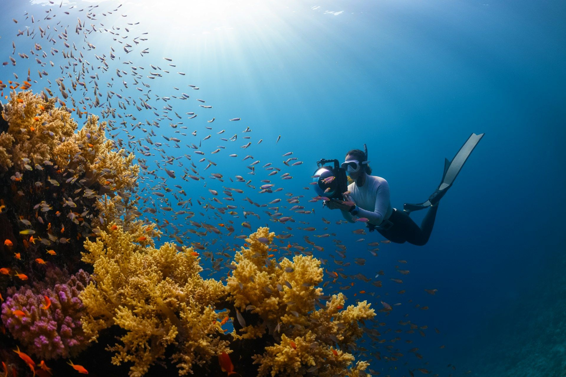 Snorkel & Dive Among Coral Reefs
