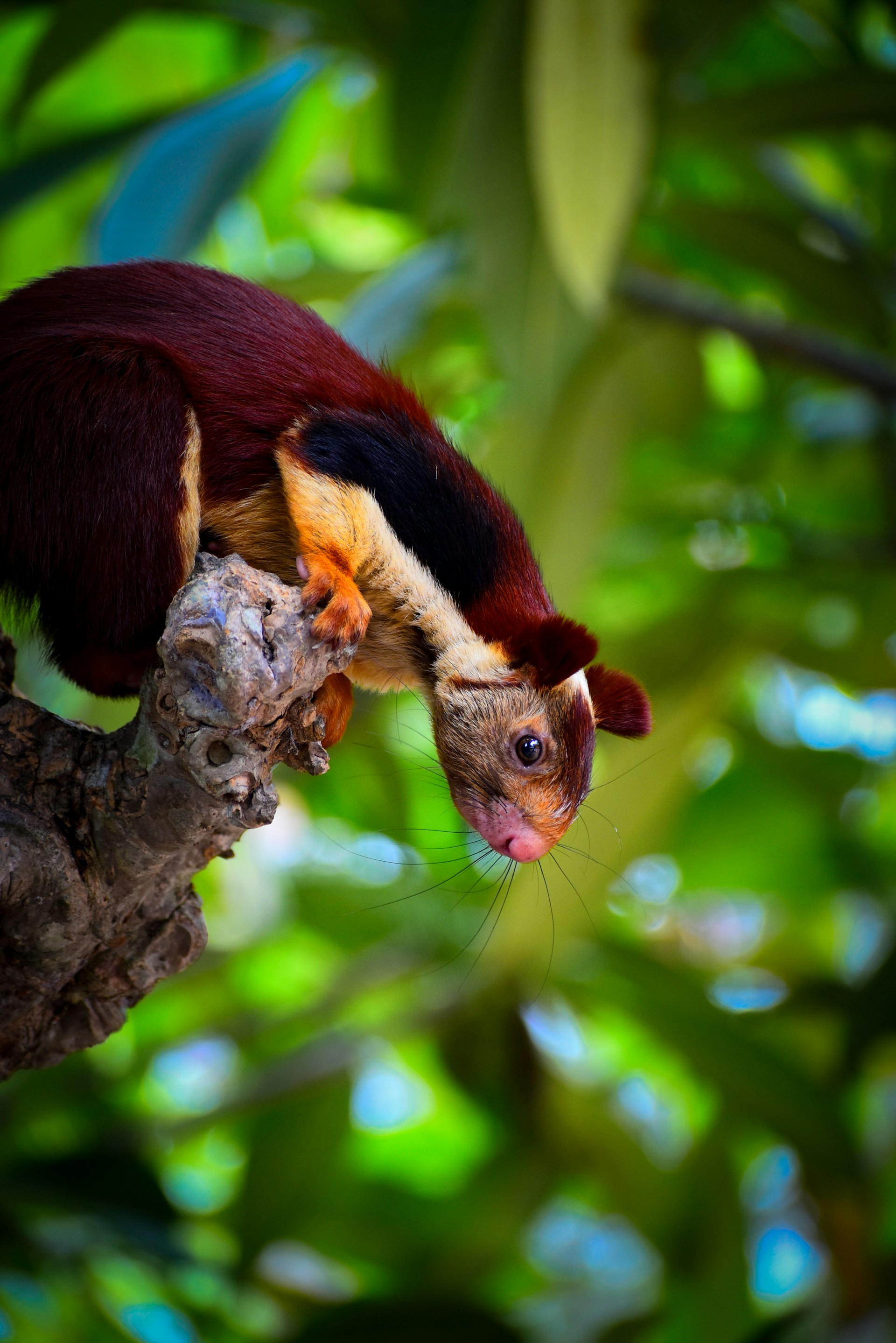 Experience Sri Venkateswara National Park