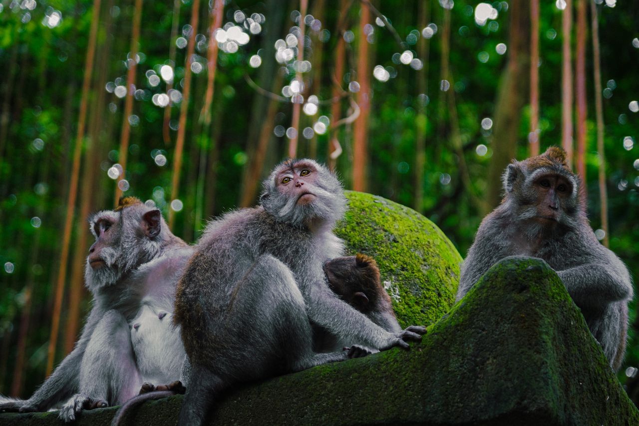 Explore Ubud's Sacred Monkey Forest & Art Villages