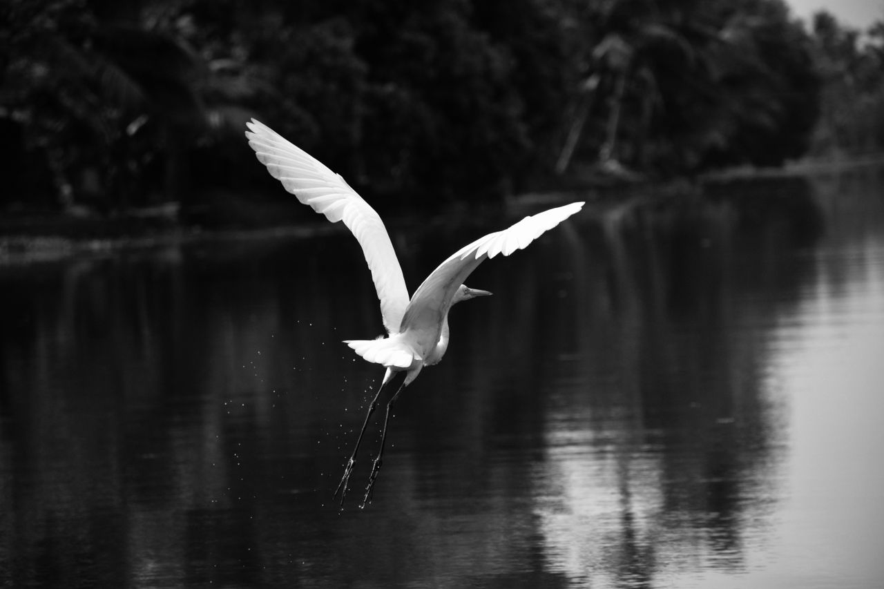 Visit Kumarakom Bird Sanctuary