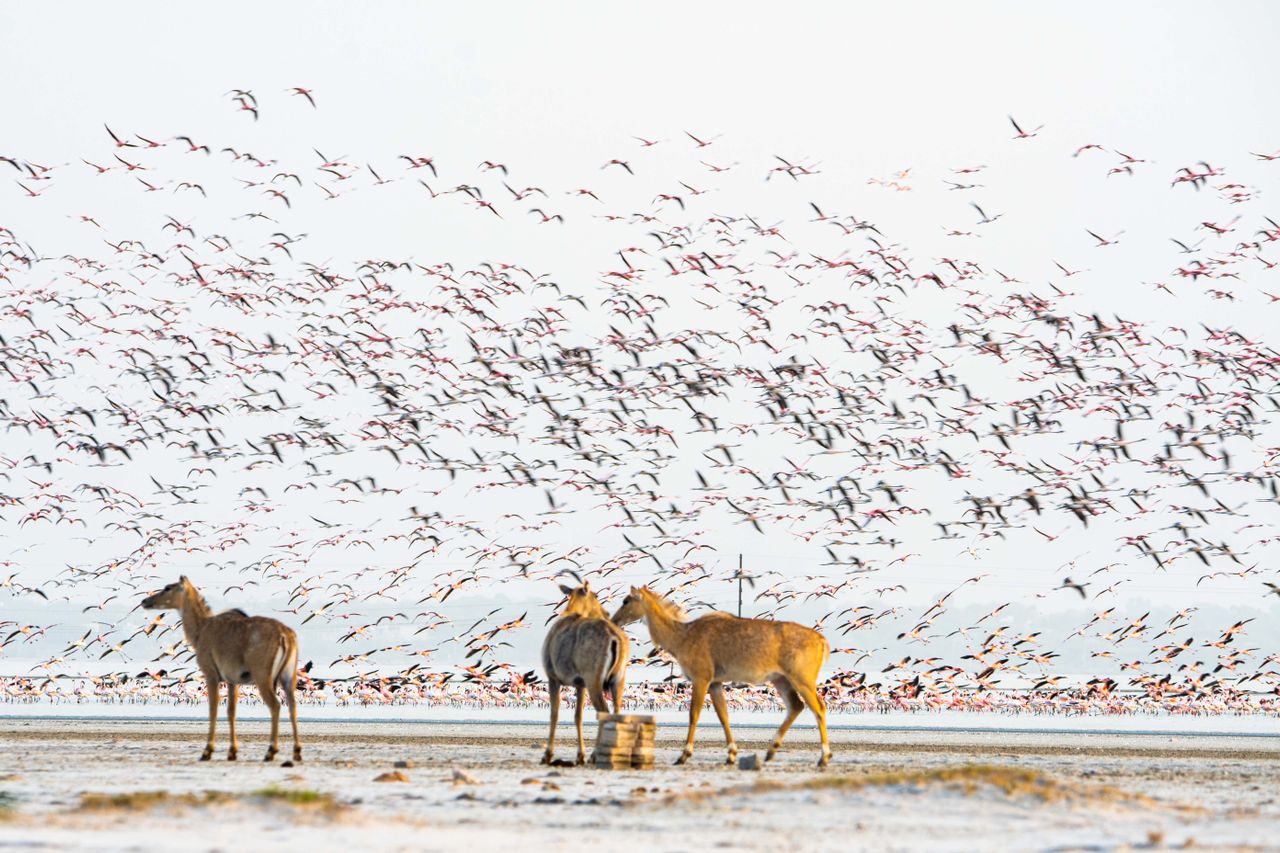   Rann of Kutch Wildlife & Nature Package