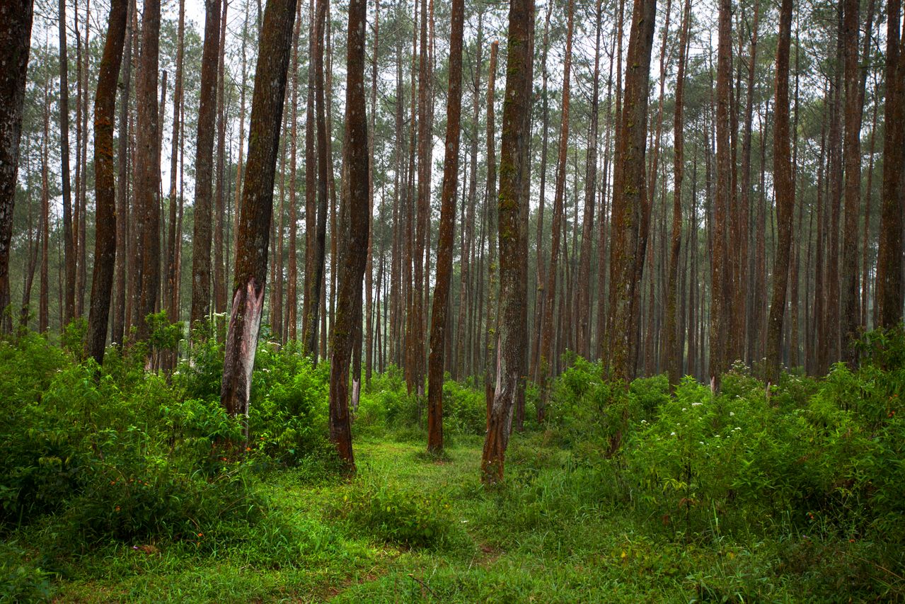 Explore Pine Forest