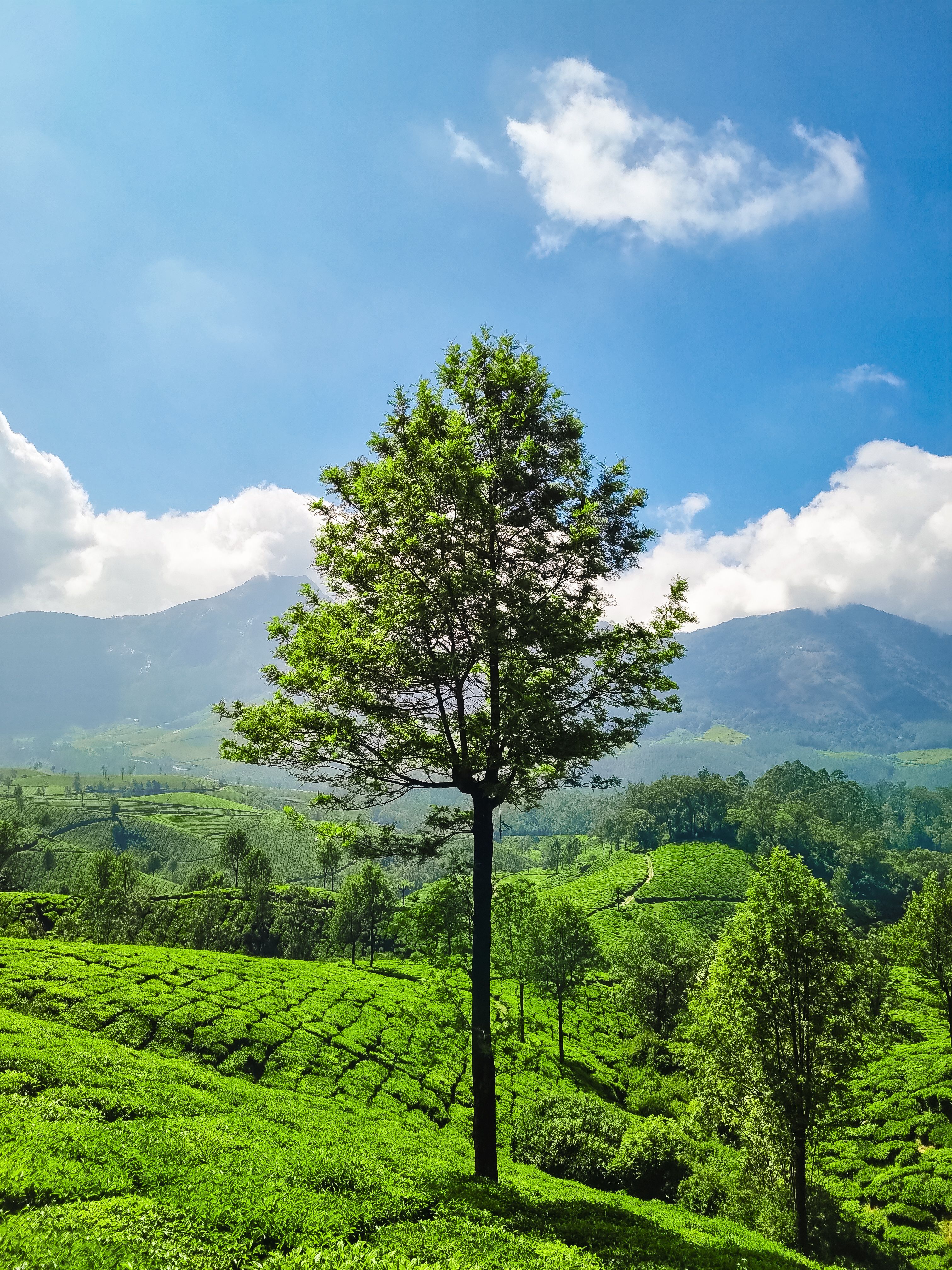 Explore Tea Plantations