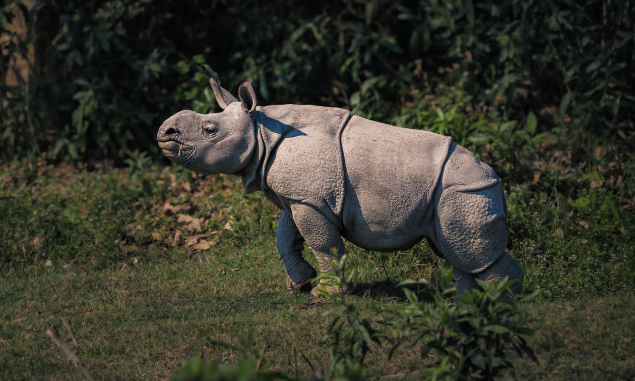 Explore Kaziranga National Park