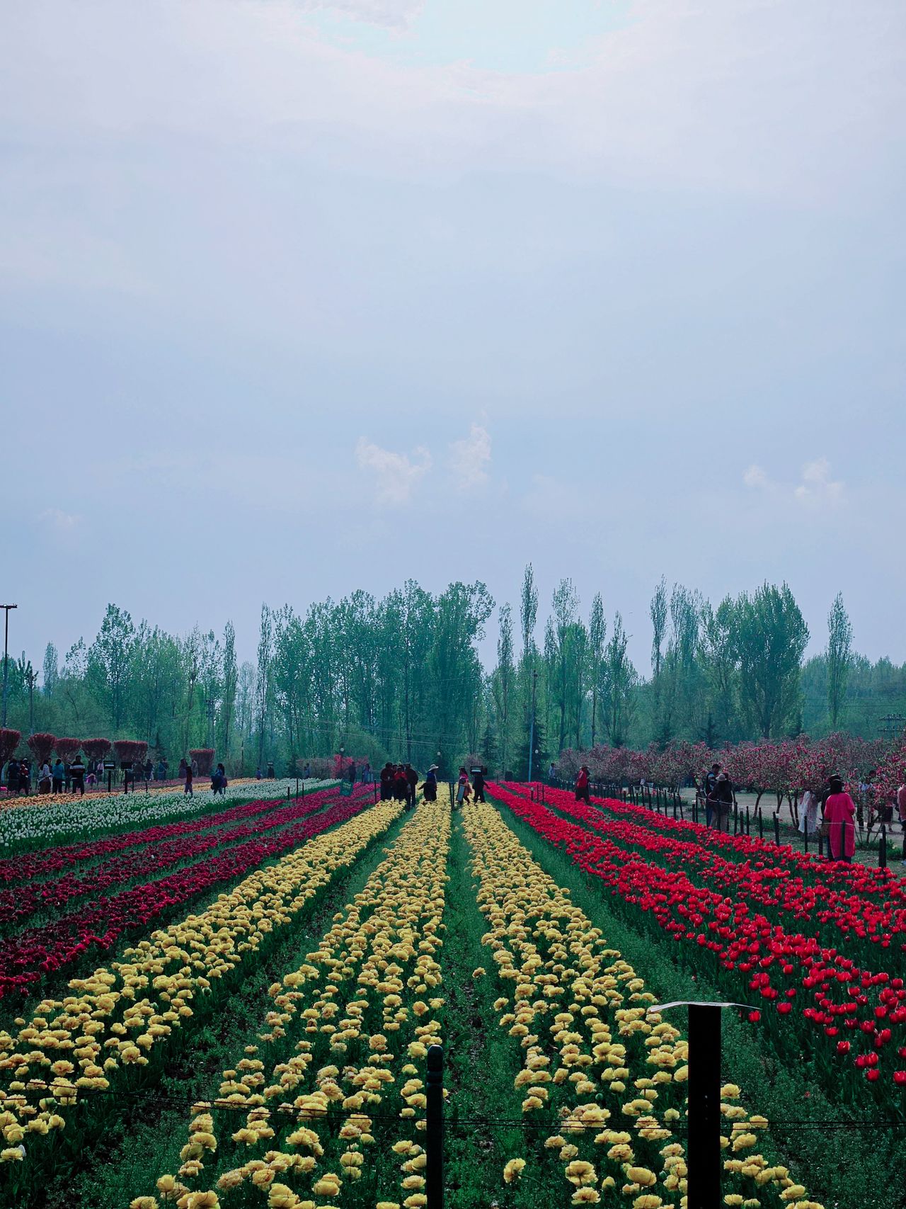 Visit the Indira Gandhi Memorial Tulip Garden