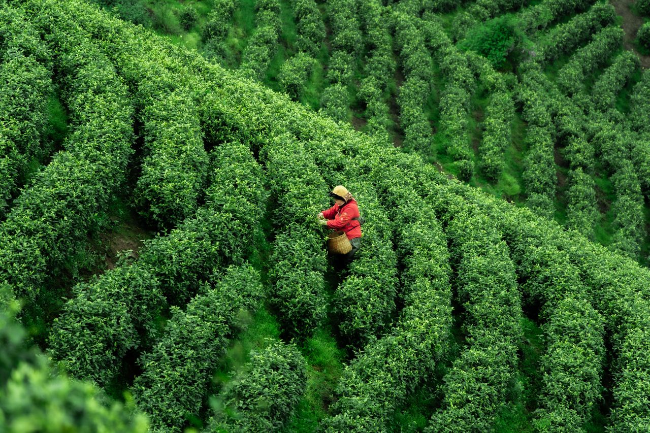 Visit Tea Gardens