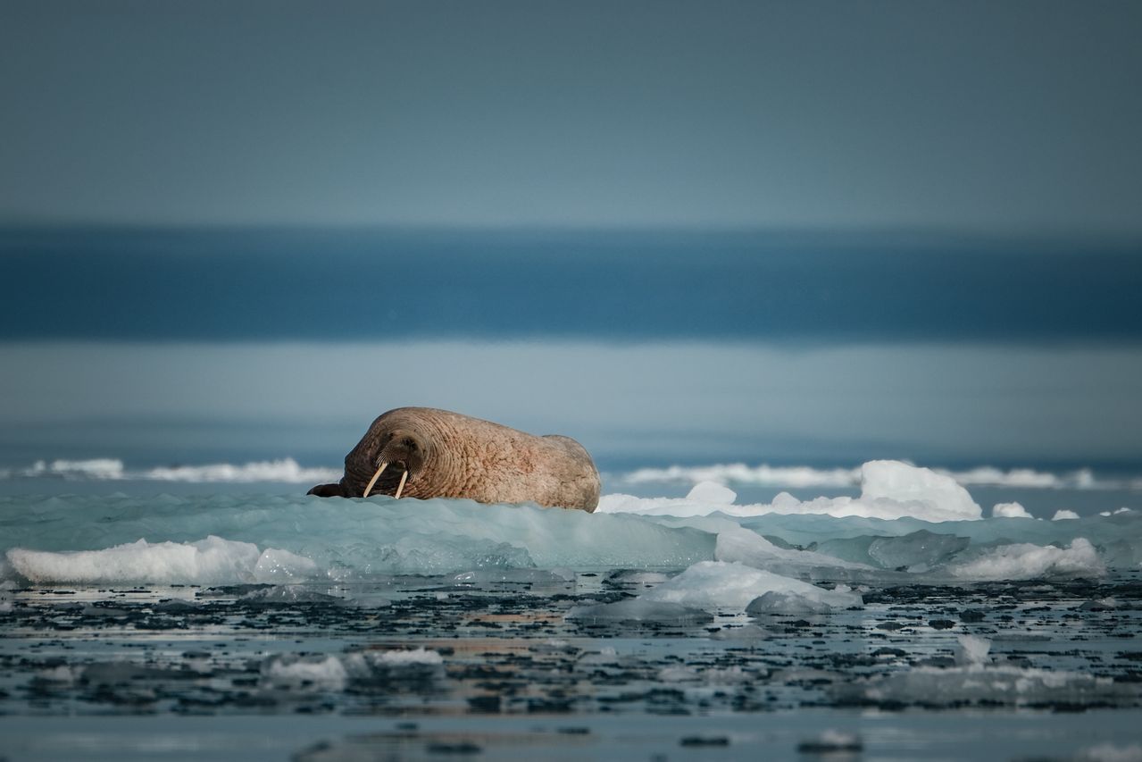 Arctic Wildlife Safari