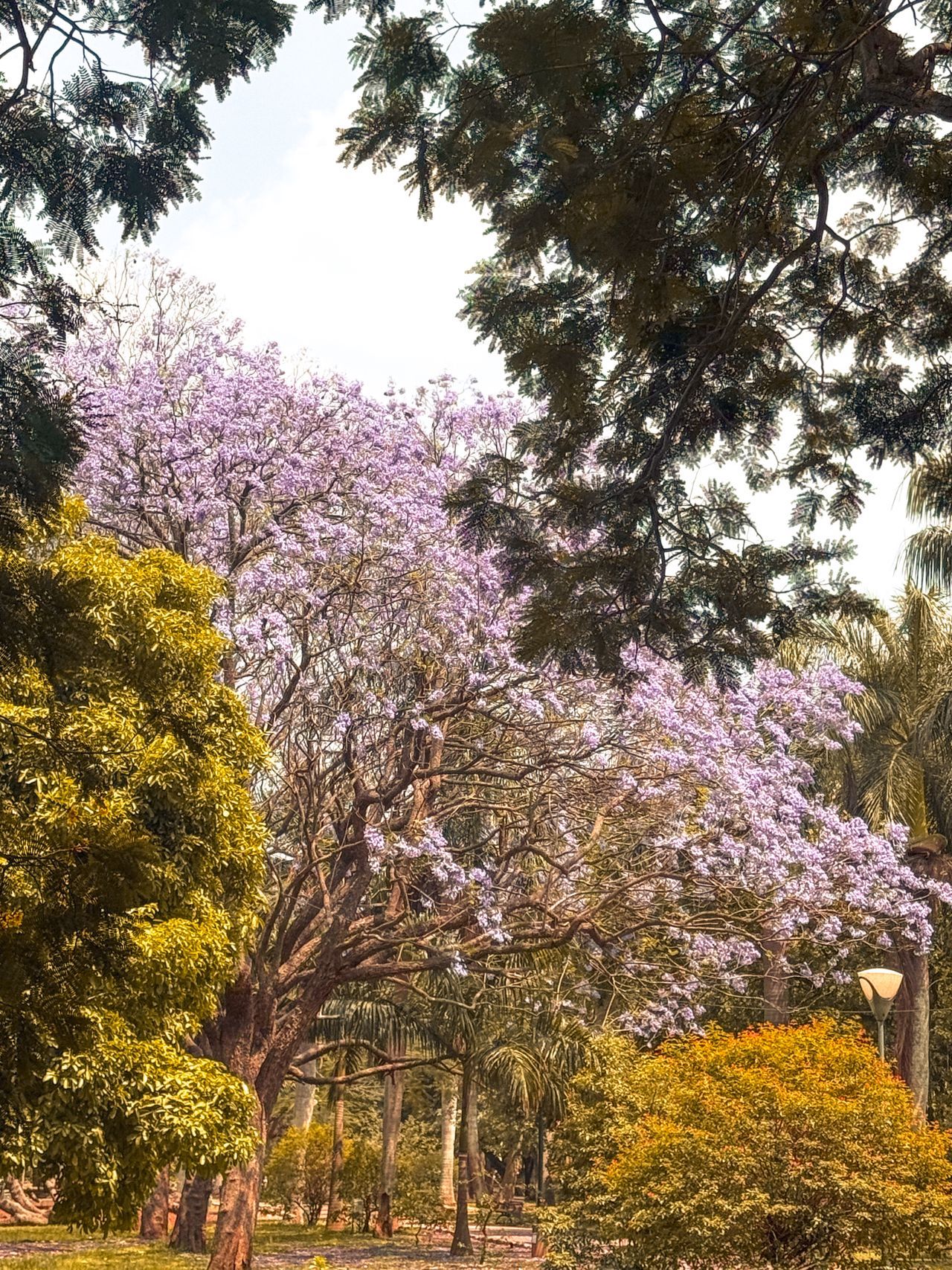 Relax at Cubbon Park