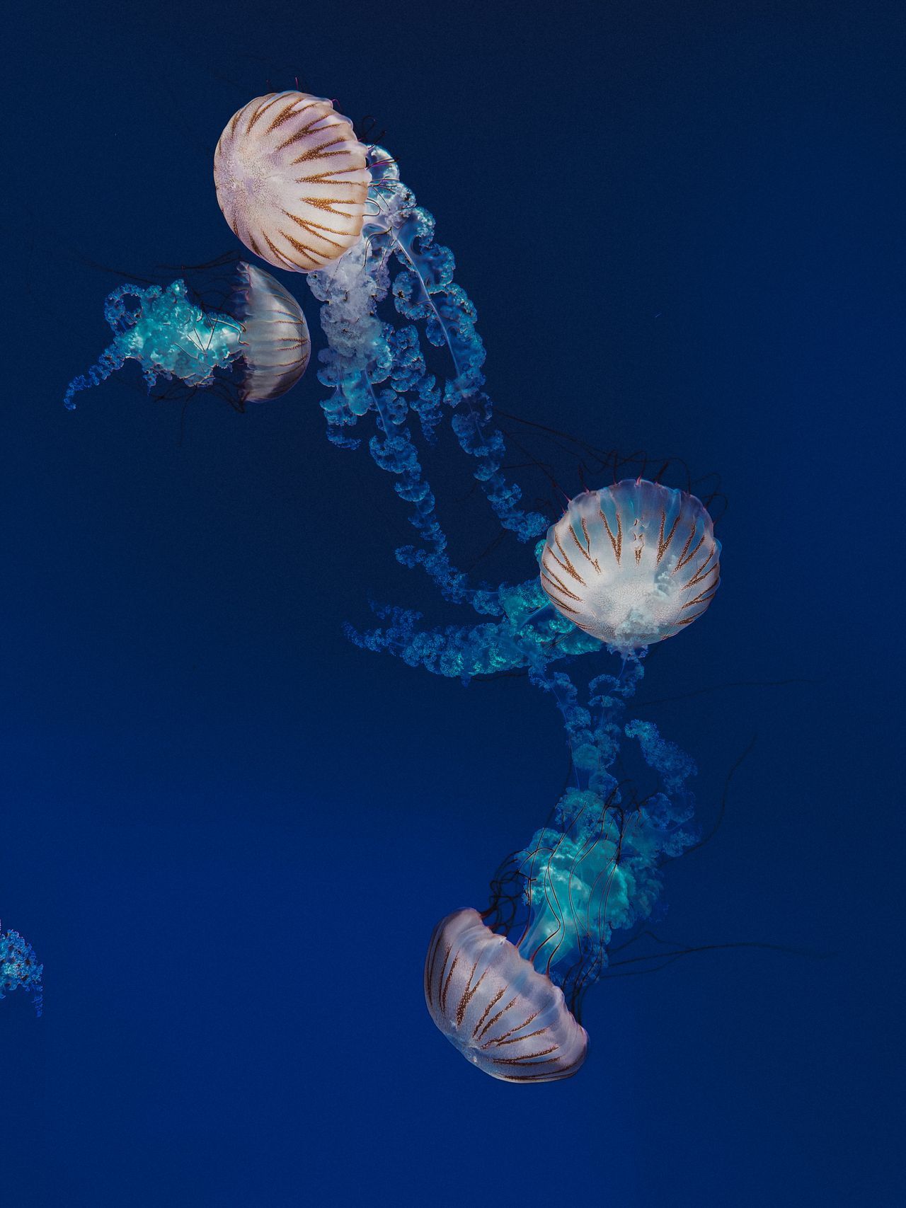 Visit Ripley's Aquarium of Canada