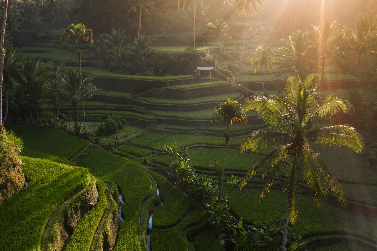 Walk the Tegallalang Rice Terraces