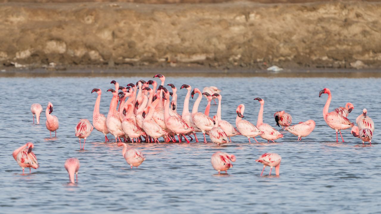Watch Flamingoes at Flamingo City
