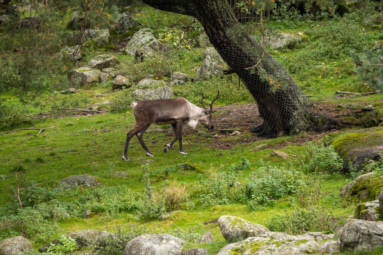 Sweden Nature & Wildlife Package