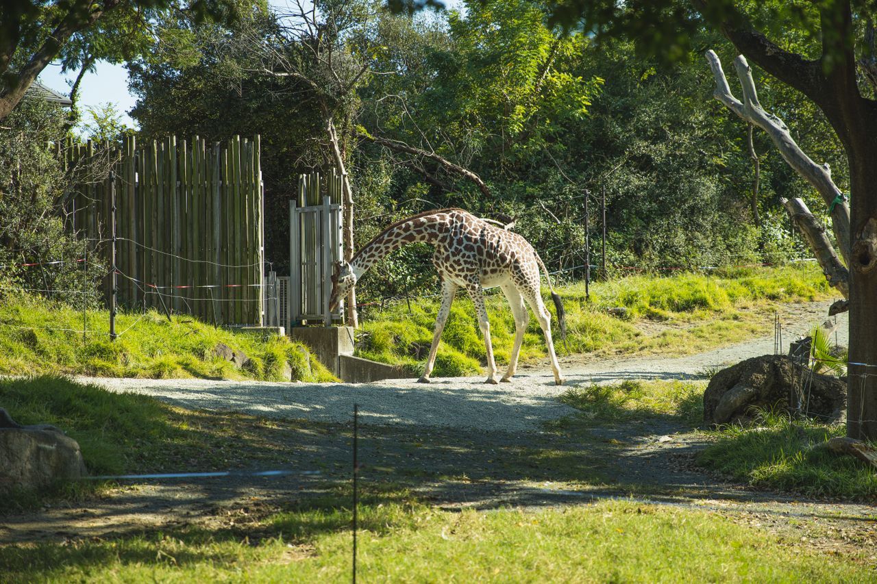 Visit Taronga Zoo
