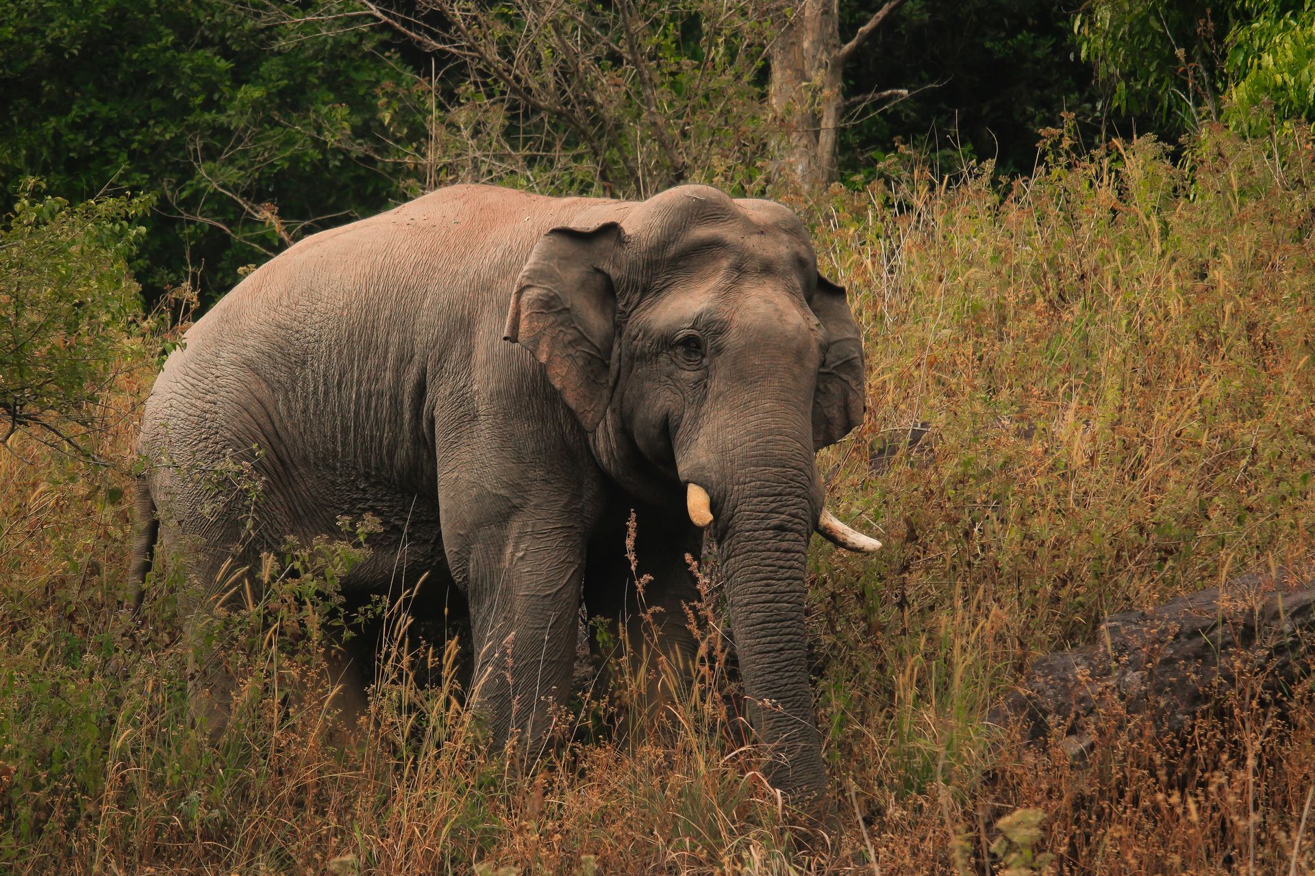 Dubare Elephant Camp