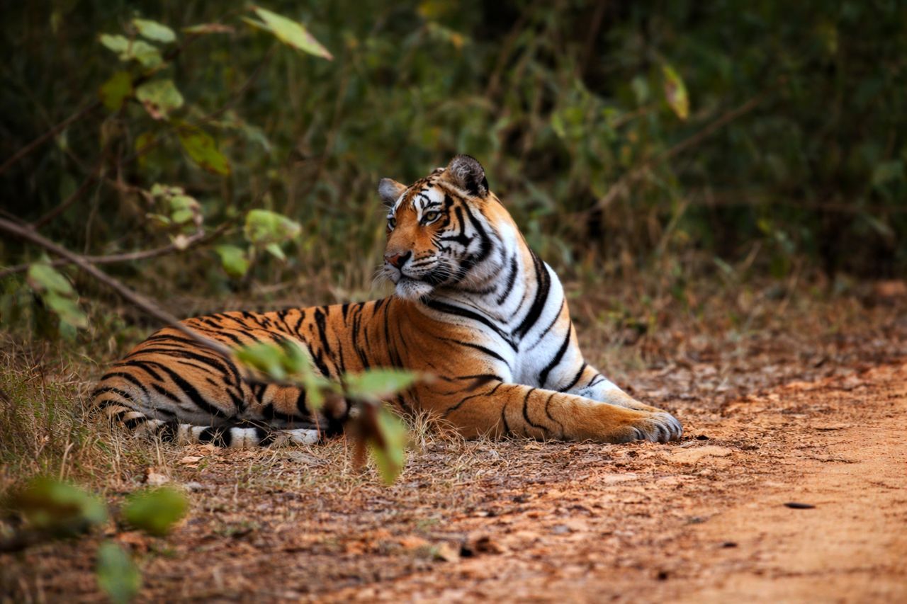 Ranthambore Tiger Safari