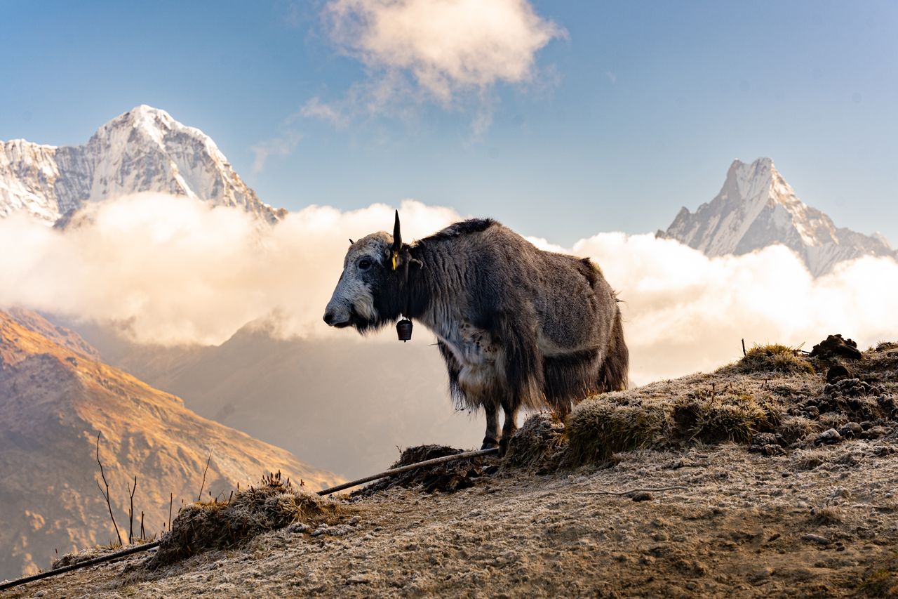 Explore Spiti Wildlife