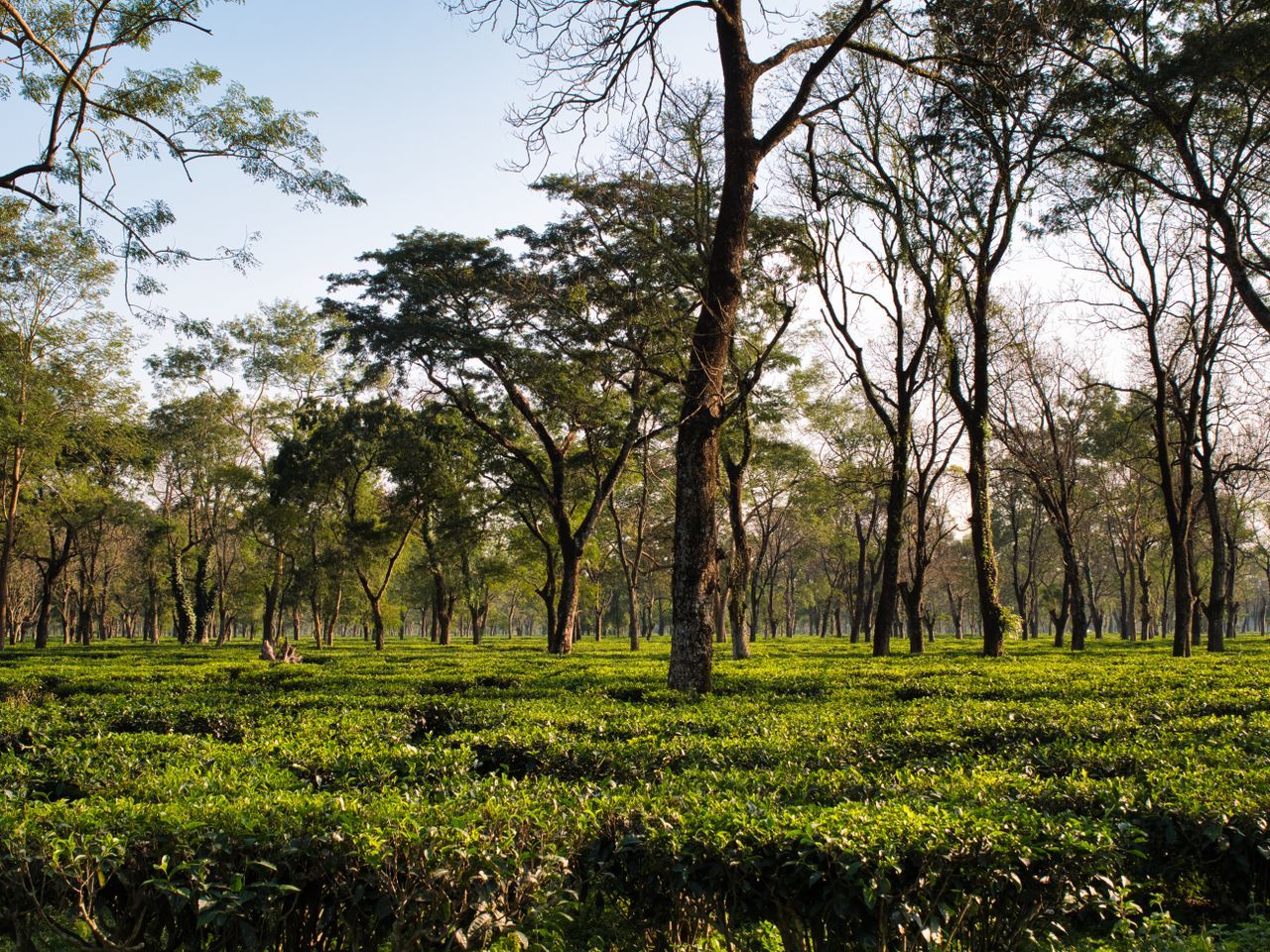 Visit Tea Gardens