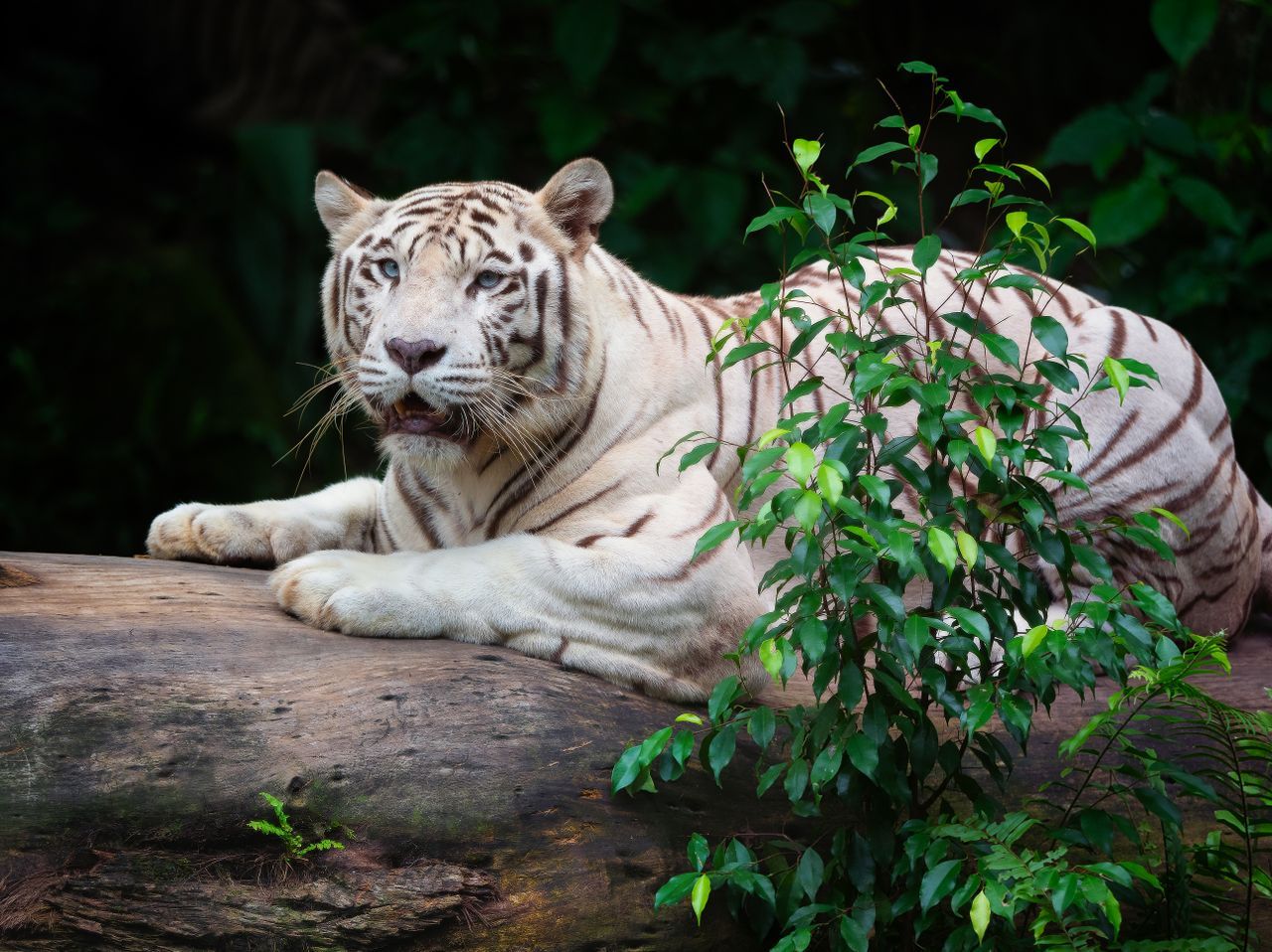 Experience the World's First Night Safari
