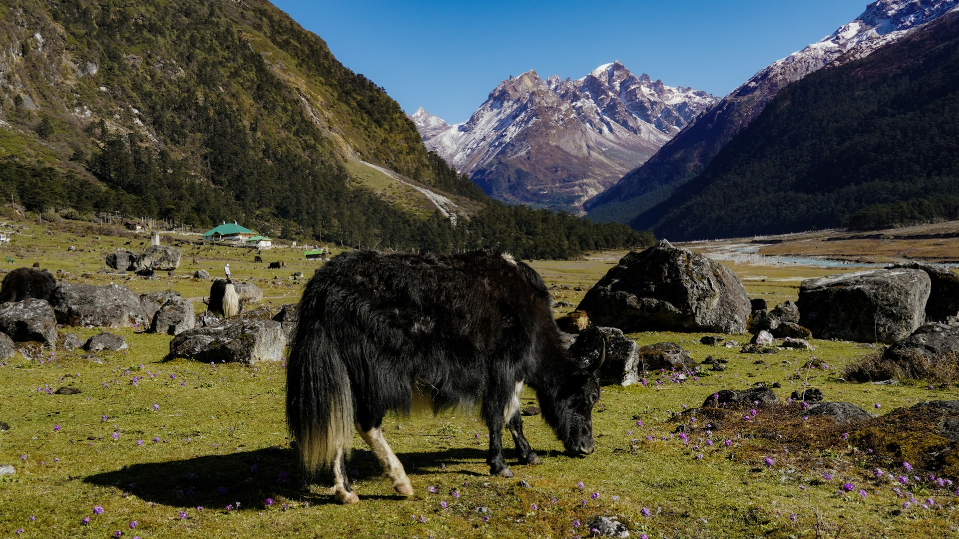 Discover Yumthang Valley