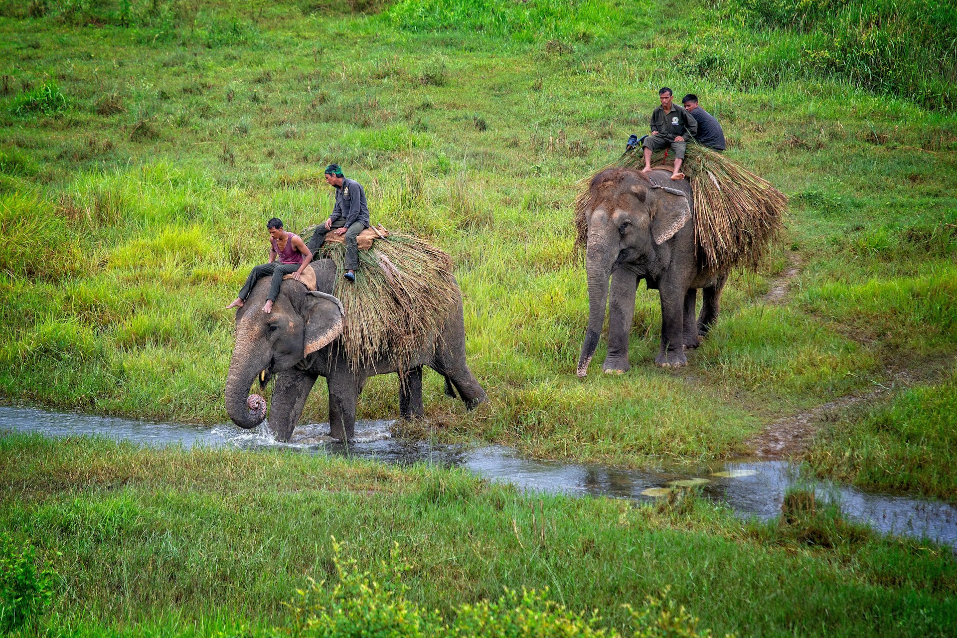 Go on a Chitwan Wildlife Safari